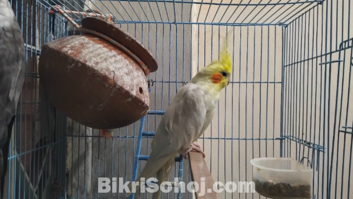 কোকাটেল/Cockatail